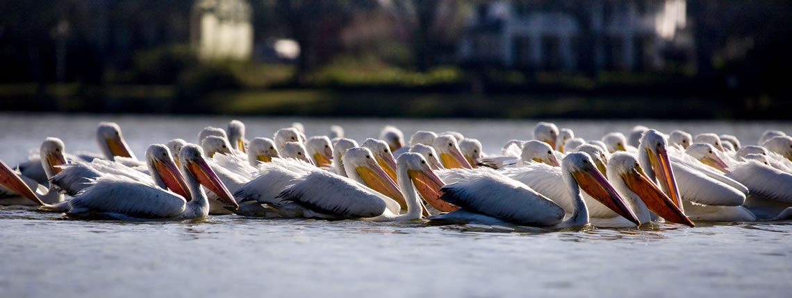 Pelicans on LSU lake