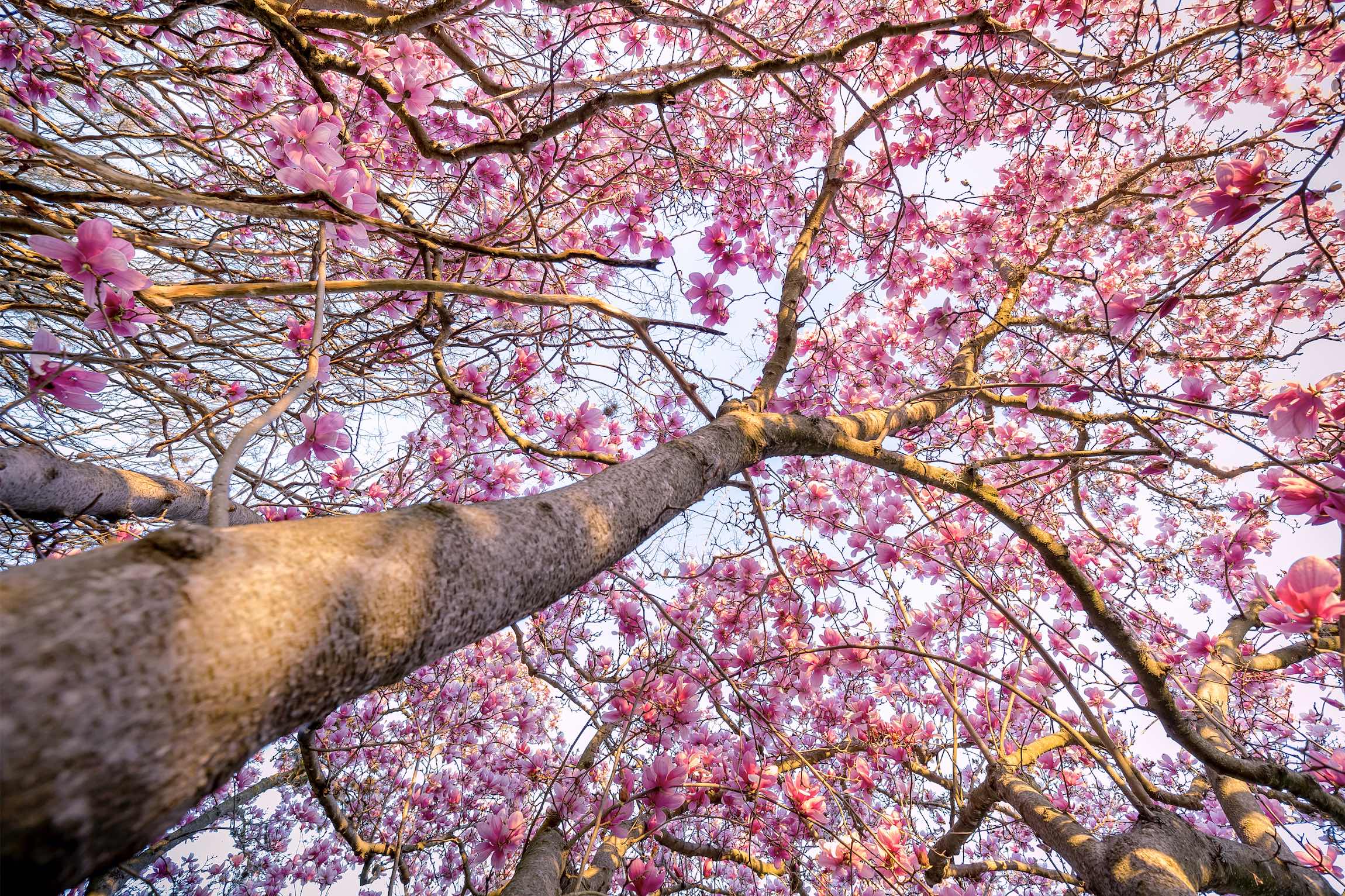under magnolia trees