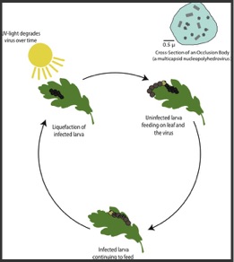 Baculovirus Life Cycle Diagram