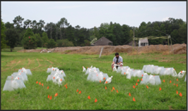 Climate Change Field Experiment Photo