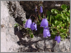 Alpine Blue Bells photo