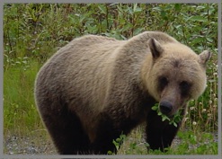 Grizzly Bear along the Dalton Highway Photo
