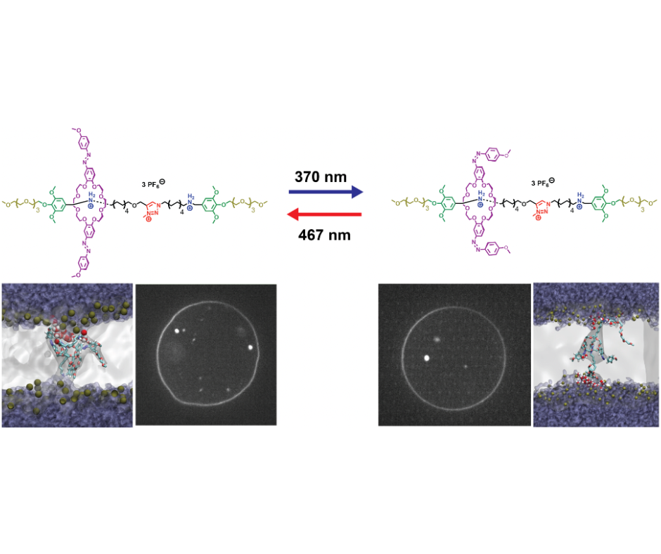 molecular switch based on rotaxanes that uses light to control the structure and dynamics of lipid membranes. 