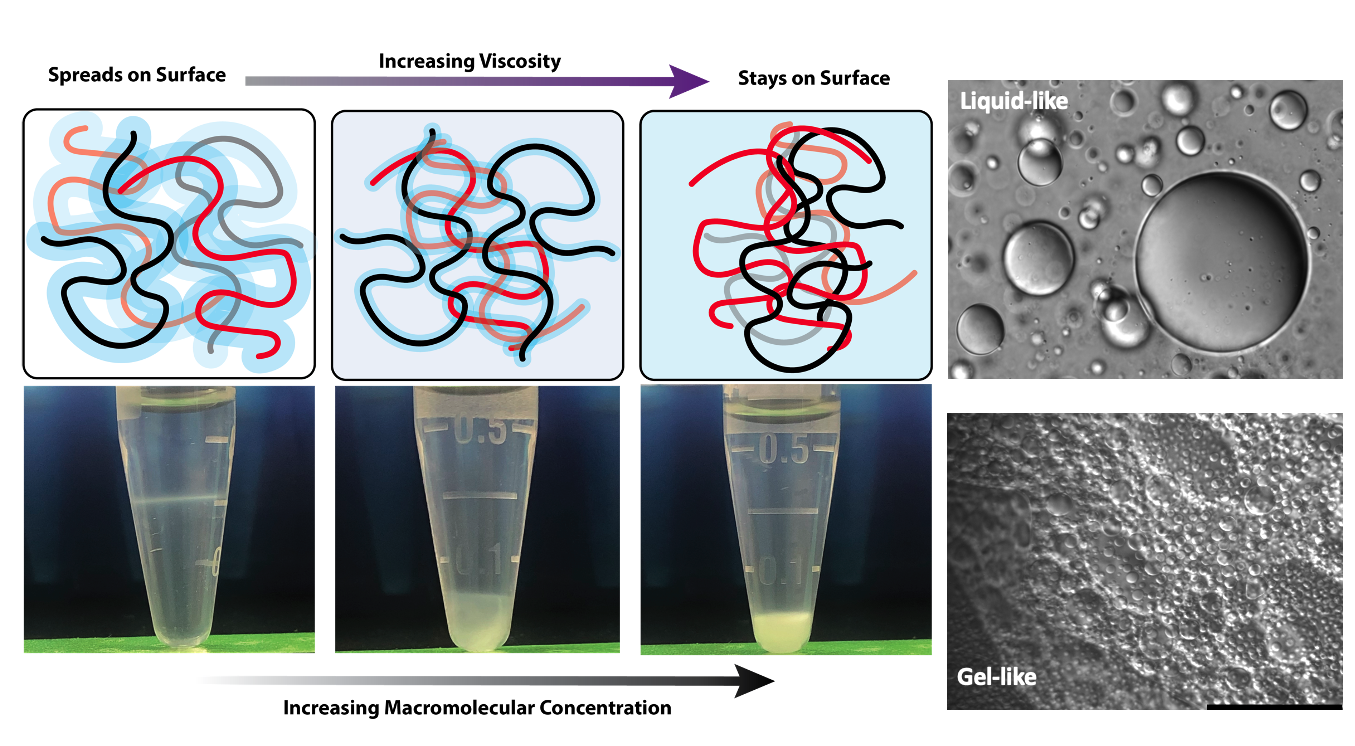 diagram showing the increase in viscocity and macromolecular concentration on cotton surface