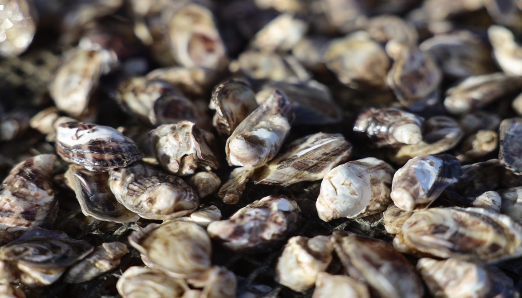 Oyster Seed Counting 