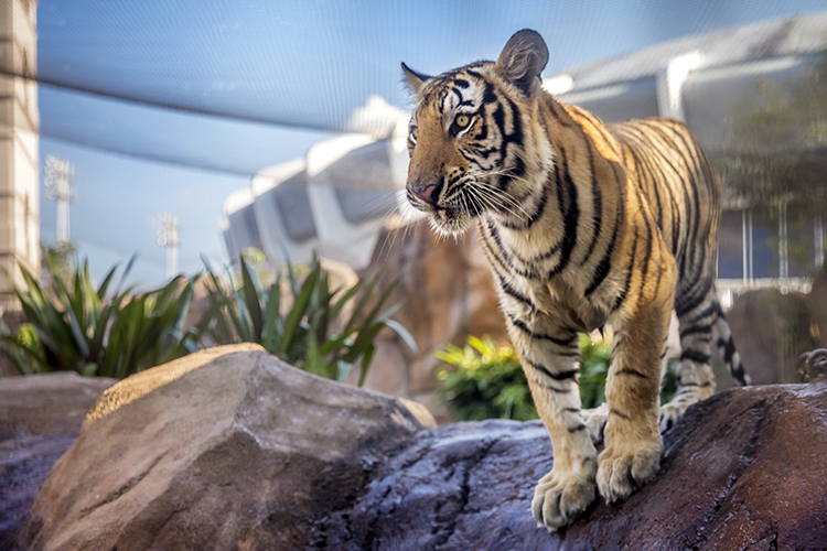 mike the tiger in habitat