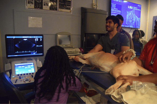 Students performing an echo on a canine patient