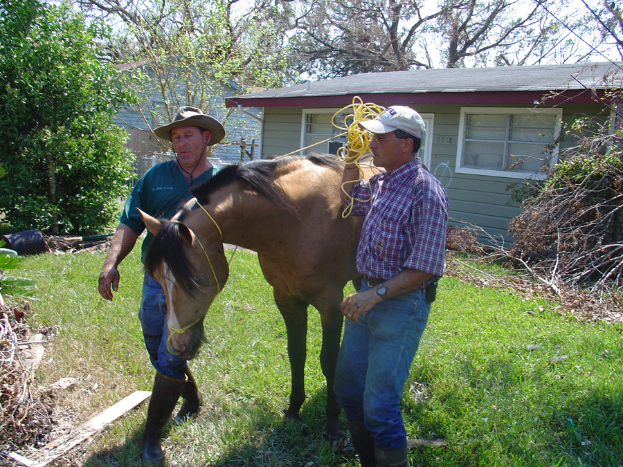 Dr. Jay Addison and another volunteer rescuing a horse